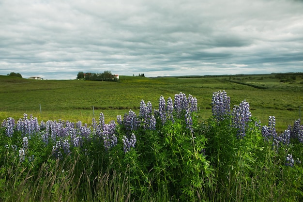 Schilderachtig landschap met groene natuur in IJsland in de zomer.