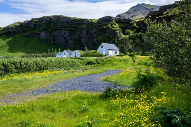 Schilderachtig landschap met groene natuur in IJsland in de zomer.