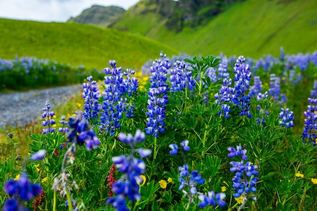 Schilderachtig landschap met groene natuur in IJsland in de zomer.