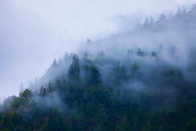 Foto schilderachtig landschap van de beboste berghelling in wolken met de immergroene naaldbomen in mist