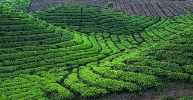 Schilderachtig landschap van theeplantage