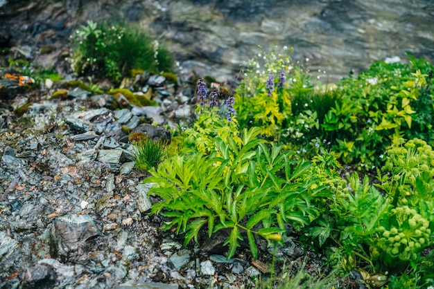 Schilderachtig met heldere bronwaterstroom tussen dik mos en weelderige vegetatie. Bergkreek op bemoste helling met fris groen en veel kleine bloemen. Kleurrijke achtergrond van rijke alpiene flora.