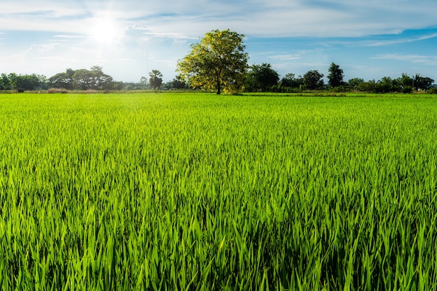 Schilderachtig uitzicht landschap van rijstveld groen gras met veld cornfield of in Azië land landbouw oogst met pluizige wolken blauwe hemel daglicht achtergrond.