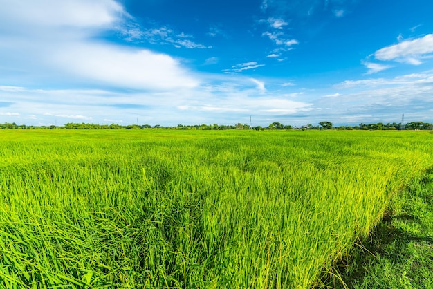 Schilderachtig uitzicht landschap van rijstveld groen gras met veld cornfield of in Azië land landbouw oogst met pluizige wolken blauwe hemel daglicht achtergrond