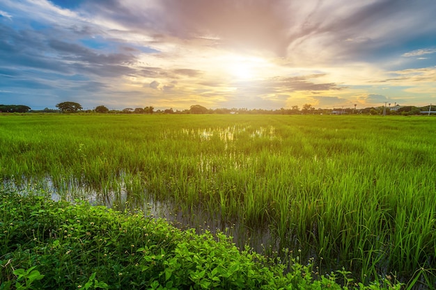 Schilderachtig uitzicht landschap van rijstveld groen gras met veld cornfield of in Azië land landbouw oogst met pluizige wolken blauwe hemel zonsondergang avond achtergrond