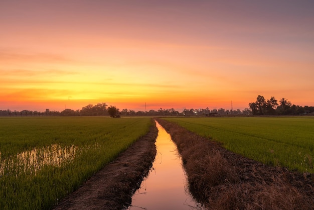 Schilderachtig uitzicht landschap van rijstveld groen gras met veld cornfield of in Azië land landbouw oogst met pluizige wolken blauwe hemel zonsondergang avond achtergrond