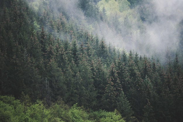 Schilderachtig uitzicht op bomen in het bos