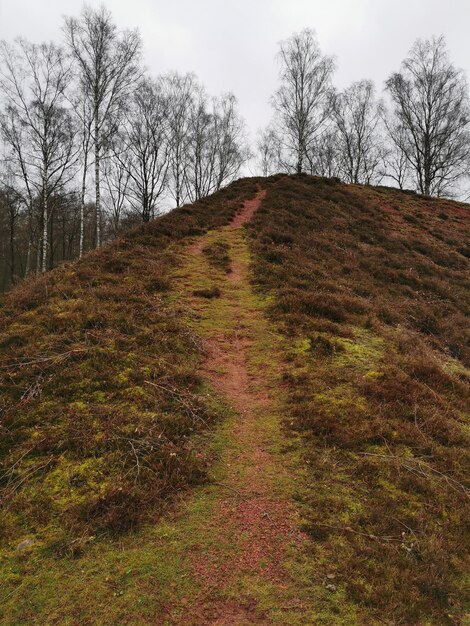 Foto schilderachtig uitzicht op bomen op het veld tegen de lucht