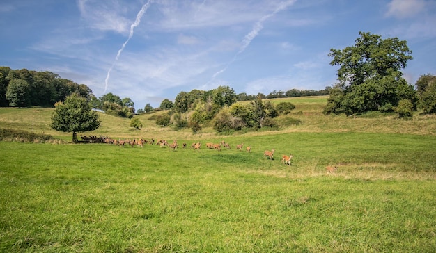 Foto schilderachtig uitzicht op bomen op het veld tegen de lucht