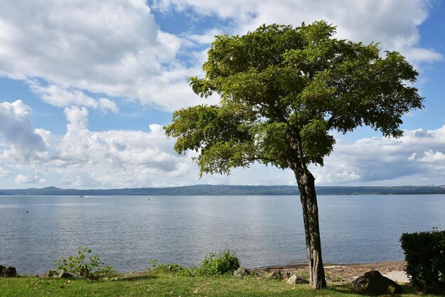 Schilderachtig uitzicht op de Bolsena Lake Robinia-boom op de voorgrond