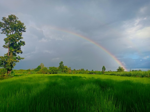 Schilderachtig uitzicht op de regenboog over het veld tegen de lucht