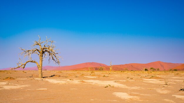 Foto schilderachtig uitzicht op de woestijn tegen een heldere blauwe hemel