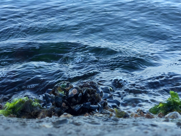 Foto schilderachtig uitzicht op de zee