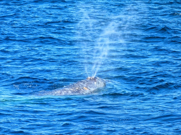 Foto schilderachtig uitzicht op de zee