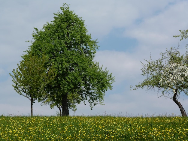 Schilderachtig uitzicht op een boom in een grasveld