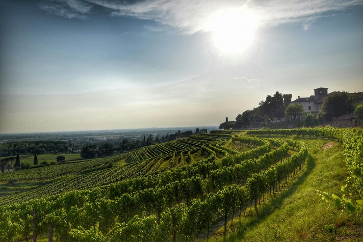 Foto schilderachtig uitzicht op een frisse wijngaard tegen de lucht in friuli-venezia giulia
