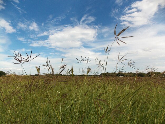 Schilderachtig uitzicht op een grasveld tegen de hemel