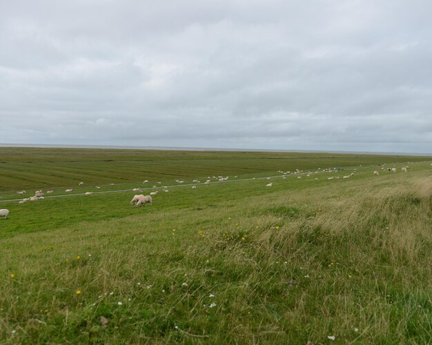 Foto schilderachtig uitzicht op een grasveld tegen een bewolkte hemel