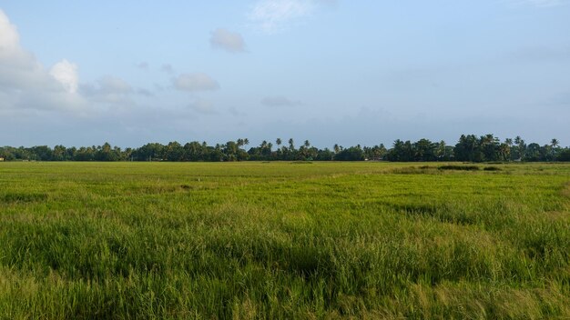 Schilderachtig uitzicht op een grasveld tegen een blauwe hemel