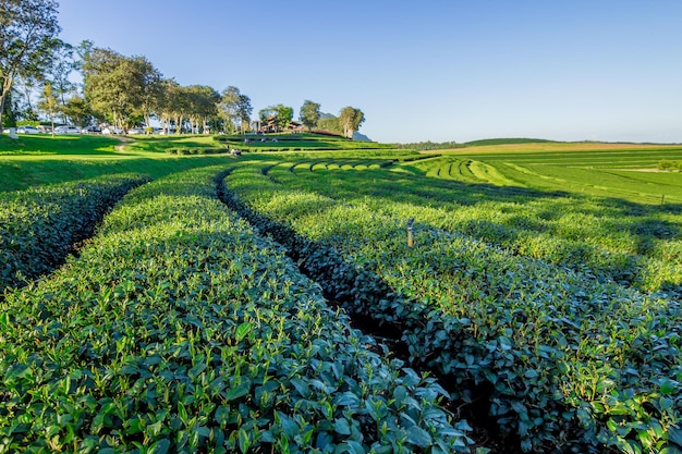 Schilderachtig uitzicht op een groen veld tegen een heldere lucht