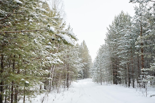 Schilderachtig uitzicht op een groep sparren in de sneeuw rondom de weg in het bos