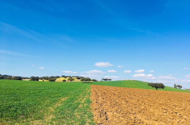 Schilderachtig uitzicht op een landbouwveld tegen een blauwe hemel