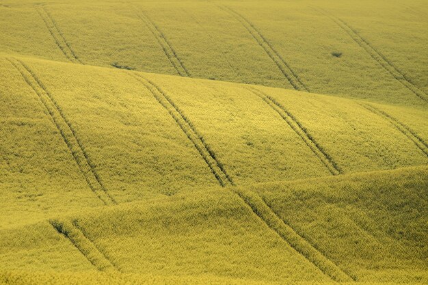 Foto schilderachtig uitzicht op een landbouwveld