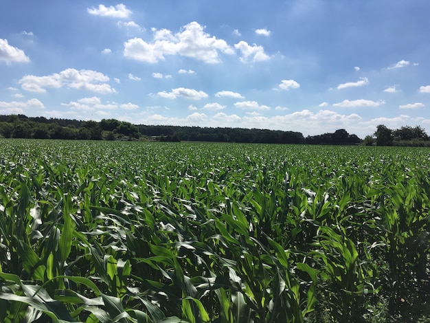 Schilderachtig uitzicht op een landelijk veld tegen de lucht
