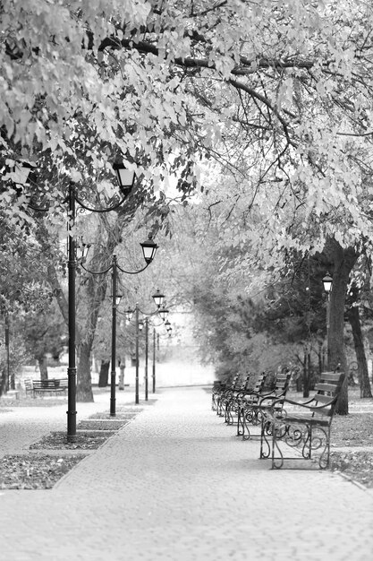 Schilderachtig uitzicht op een leeg park op een herfstdag met zwart-wit effect