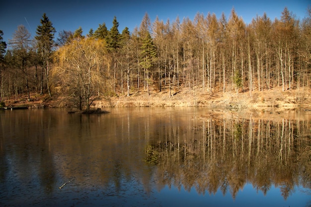 Foto schilderachtig uitzicht op een meer in het bos tegen de lucht