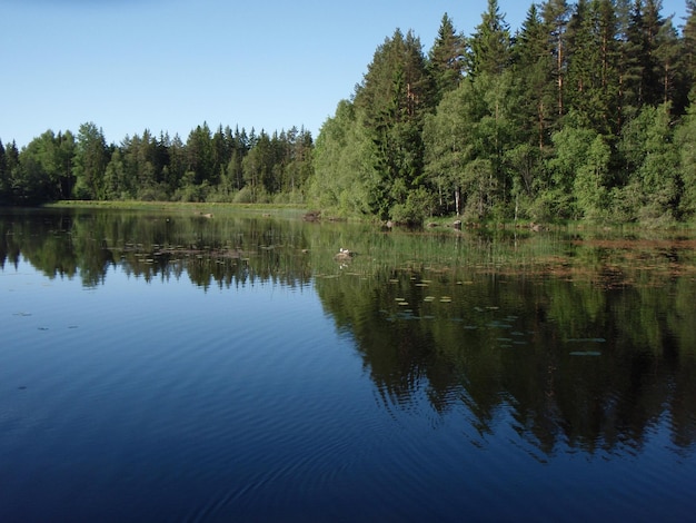 Schilderachtig uitzicht op een meer in het bos tegen de lucht