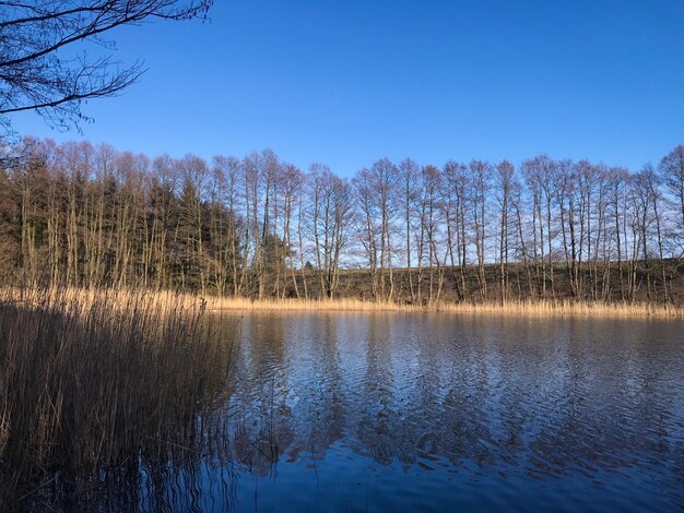 Foto schilderachtig uitzicht op een meer in het bos tegen een heldere blauwe lucht