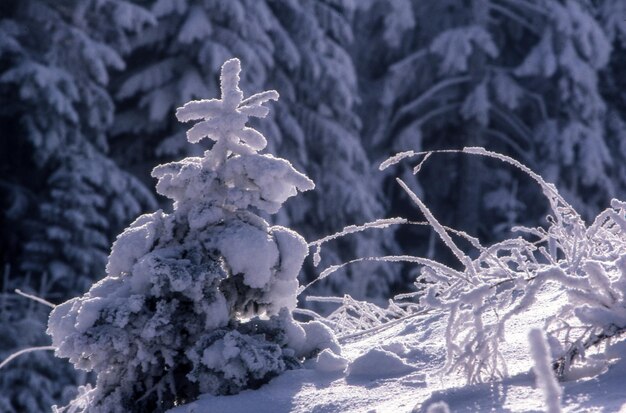 Foto schilderachtig uitzicht op een met sneeuw bedekt landschap