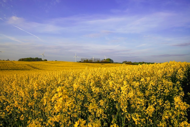 Schilderachtig uitzicht op een rapsveld tegen de hemel