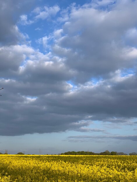 Foto schilderachtig uitzicht op een rapsveld tegen een bewolkte hemel