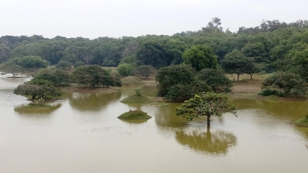 Schilderachtig uitzicht op een rivier in het bos tegen een heldere lucht