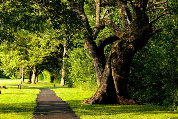 Schilderachtig uitzicht op een steegje door een zomerpark op een zonnige dag