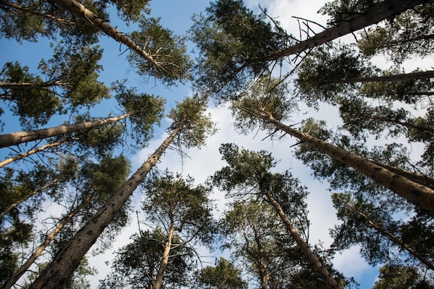 Schilderachtig uitzicht op een zeer grote en hoge dennenboom met zonlicht in het bos bij het omhoog kijken