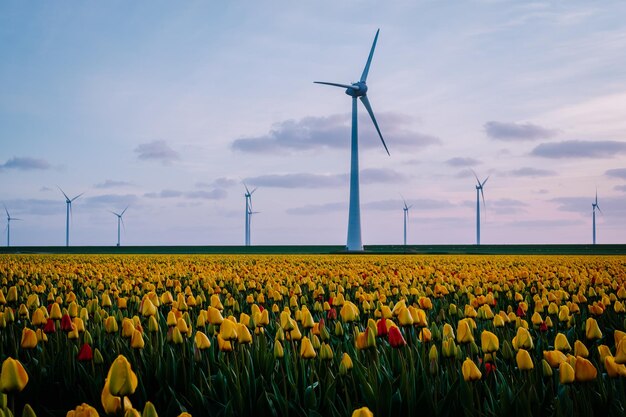 Foto schilderachtig uitzicht op een zonnebloemveld tegen de hemel