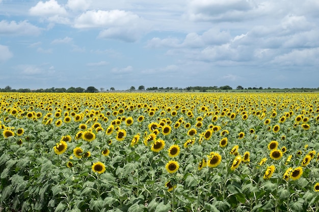 Schilderachtig uitzicht op een zonnebloemveld tegen een bewolkte hemel