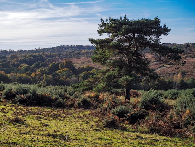 Schilderachtig uitzicht op het Ashdown-bos in Sussex
