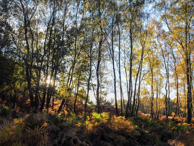 Schilderachtig uitzicht op het Ashdown-bos in Sussex