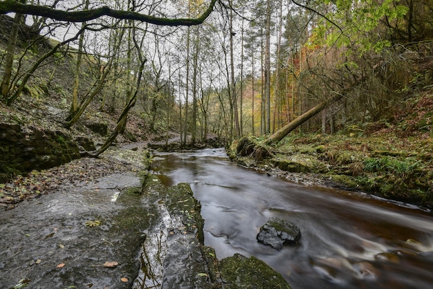 Foto schilderachtig uitzicht op het bos tegen de lucht