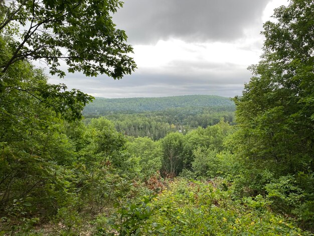 Foto schilderachtig uitzicht op het bos tegen de lucht