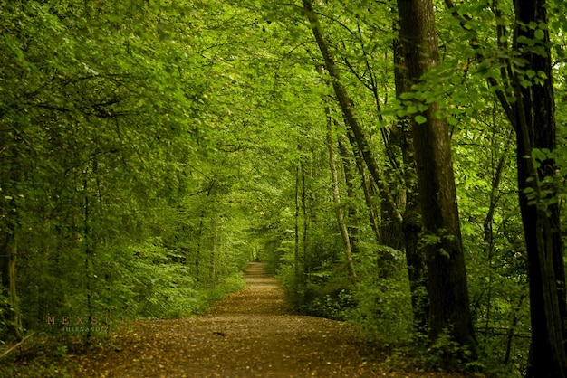 Foto schilderachtig uitzicht op het bos