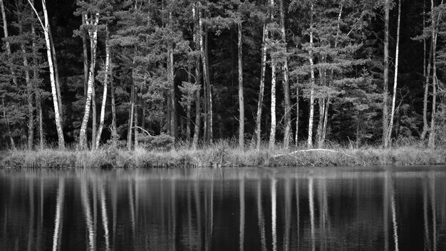 Schilderachtig uitzicht op het bos