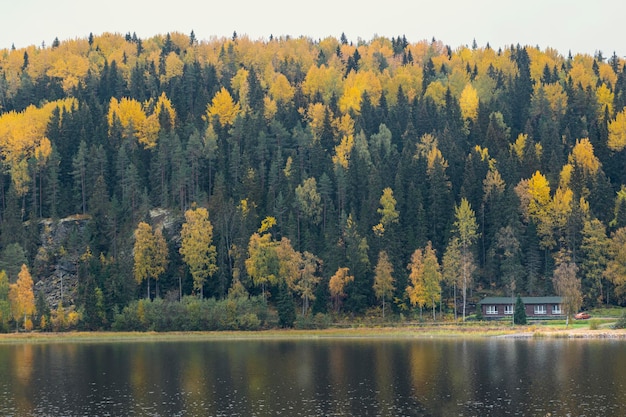 Foto schilderachtig uitzicht op het meer door bomen in het bos