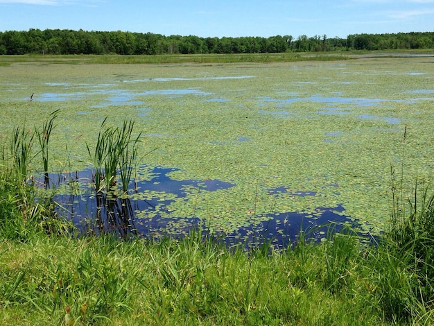 Schilderachtig uitzicht op het meer en het grasveld tegen de lucht