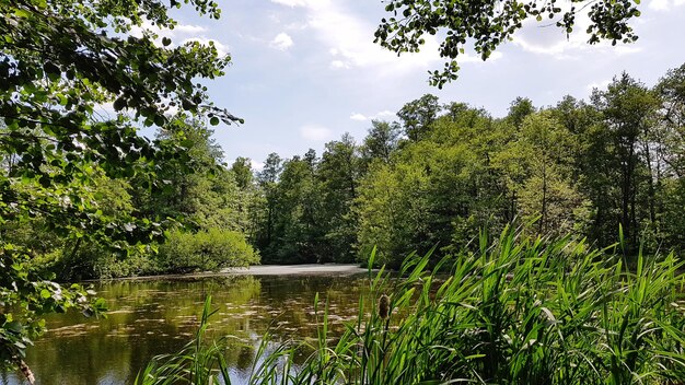 Foto schilderachtig uitzicht op het meer in het bos tegen de lucht