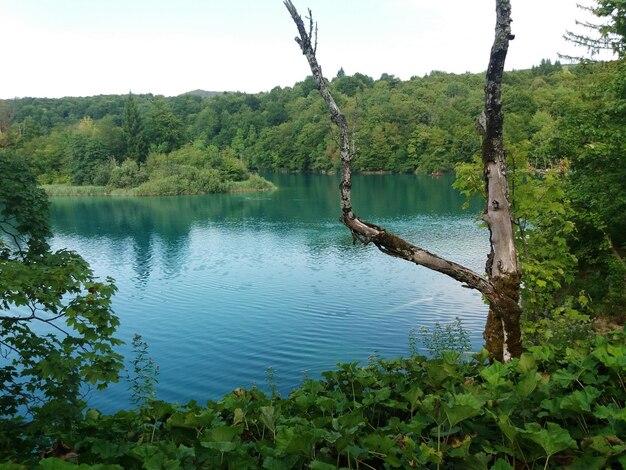 Foto schilderachtig uitzicht op het meer in het bos tegen de lucht